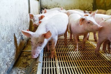 Fermentation of liquid feed diets can have positive pig health implications, research by Prof Kamphues showed. - Photo: Bert Jansen