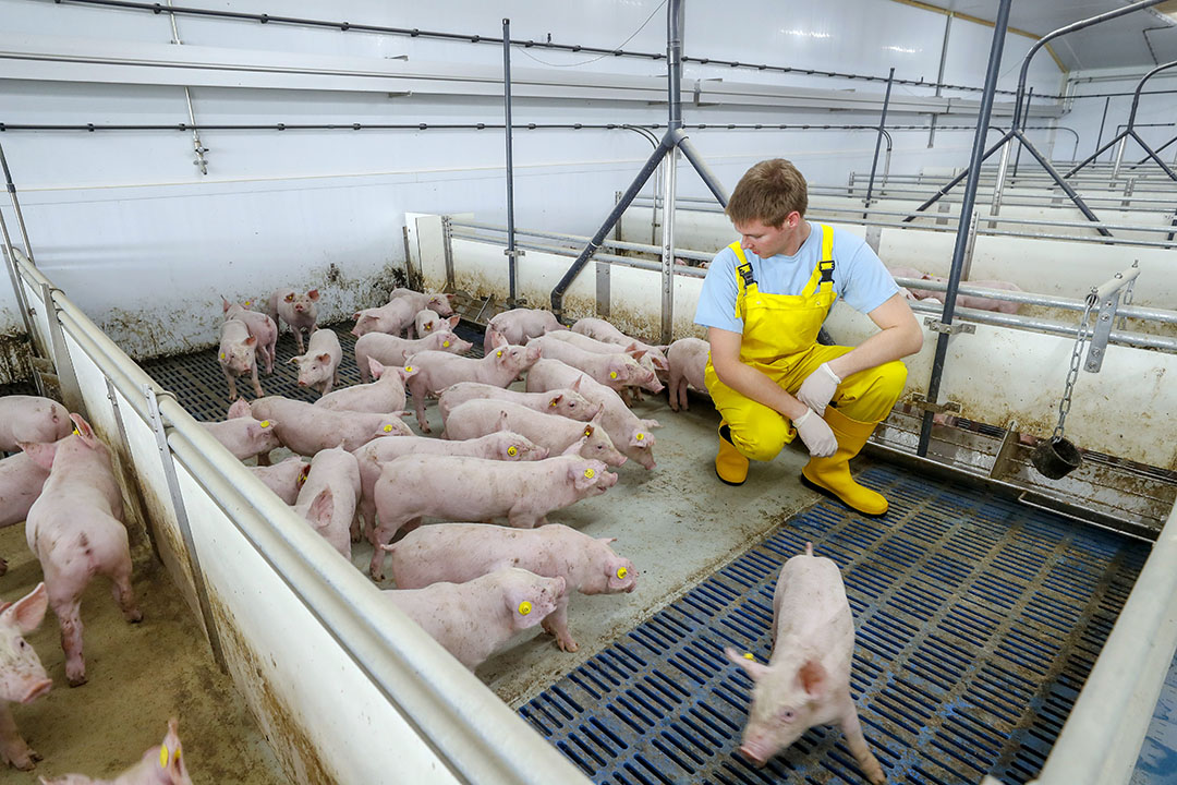 Как вырастить свиней. Много свиней. Очень много свиней. Куча поросят. Много свиней фото.