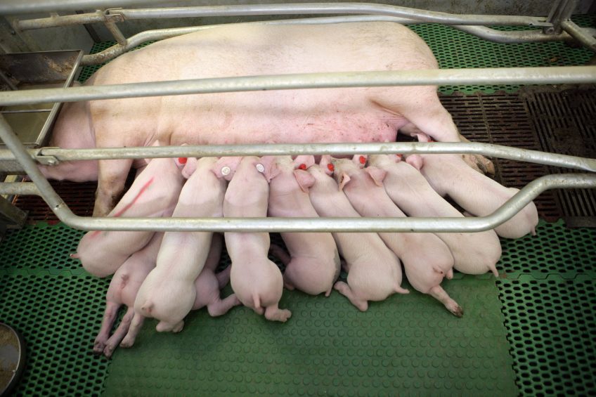The way a healthy litter should look like: robust piglets, all drinking at the sow. Photo: Henk Riswick