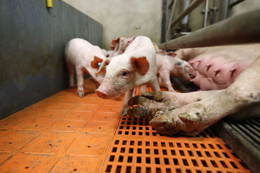 Target: 500,000 extra piglets to survive in Denmark