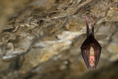 A horseshoe bat, photographed in the Czech Republic. Photo: Dreamstime