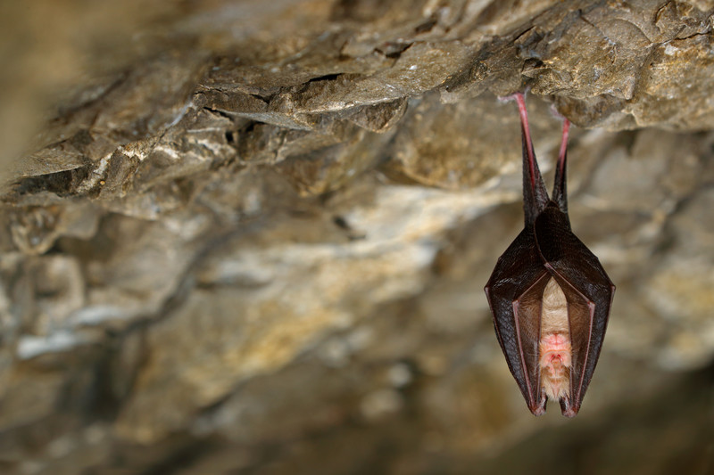 A horseshoe bat, photographed in the Czech Republic. Photo: Dreamstime