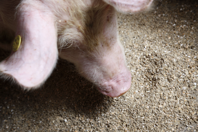 China learns about US pork feeding systems