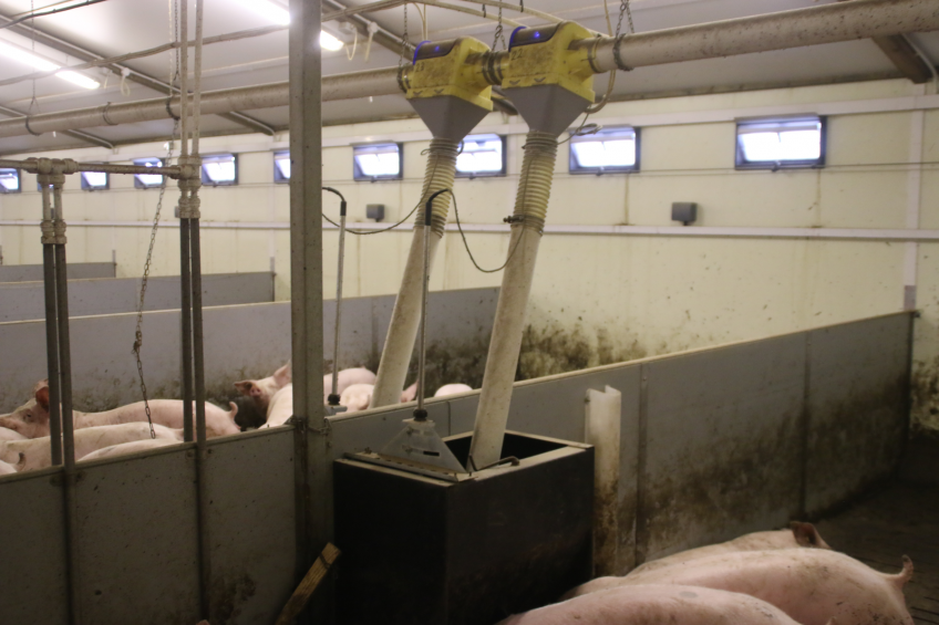 Accuracy and control over rations is why Harper Adams' pig unit decided to invest in computer-controlled feeding. <em>Photo Stuart Lumb</em>