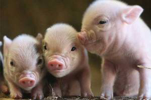 Danish scientists closer define NNPD syndrome in piglets