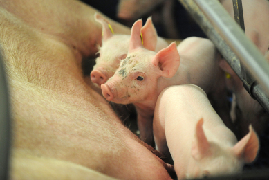 Adding a alpha-mono-laurin-based additive to the sow diet 1-2 weeks before farrowing and to the lactation feed improves health in both the sow and the piglets. [Photo: Ton Kastermans]