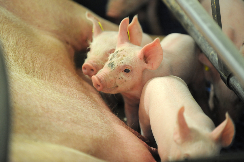 Adding a alpha-mono-laurin-based additive to the sow diet 1-2 weeks before farrowing and to the lactation feed improves health in both the sow and the piglets. [Photo: Ton Kastermans]