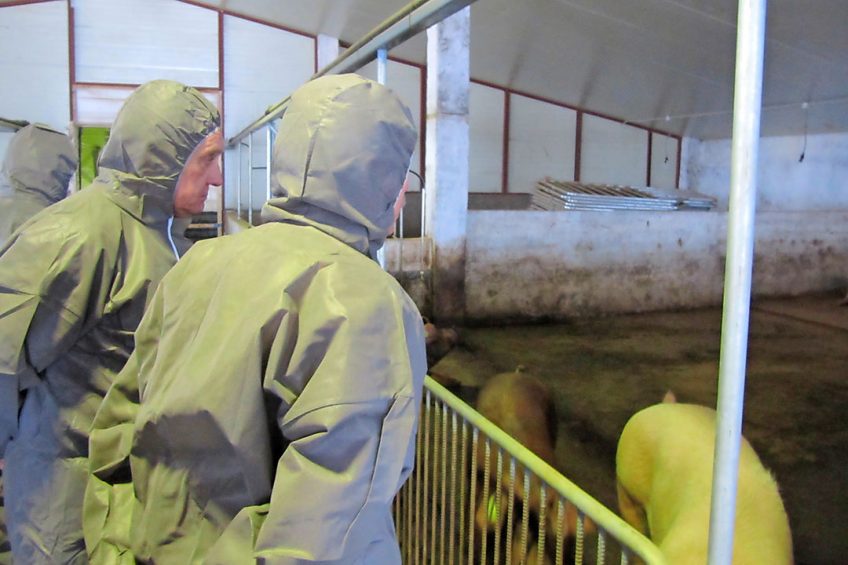 Russian scientists are working on a feed additive to tackle depression in pigs. Photo: Vladislav Vorotnikov