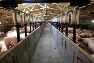 A pig farm near Lleida, in Northern Spain. - Photo: Ronald Hissink