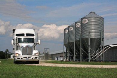 A truck with piglets moving from one farm to another: a potential source of infection. Photo: Vincent ter Beek