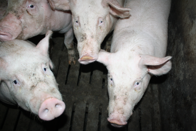EU takes Russia to WTO court to rule out pig ban