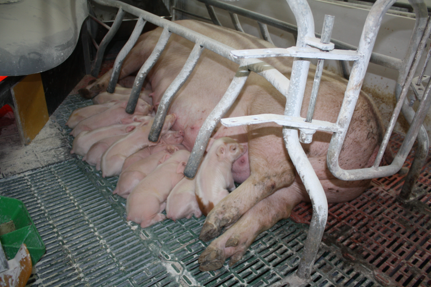 European sow business will rebound in 2016