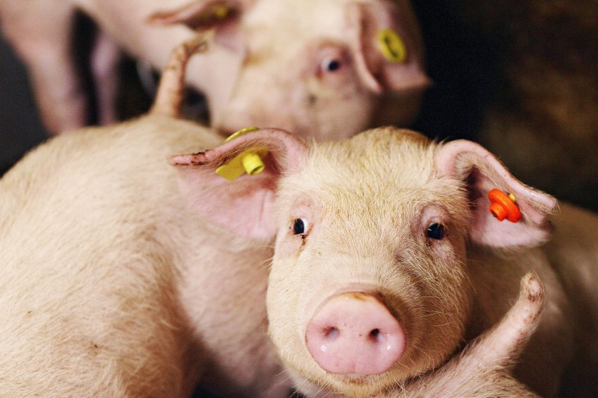 Effect of free medium chain fatty acids post-weaning piglets. Photo: Bart Nijs