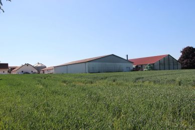 Danish pig farmer creating low emission pig houses. Photo: Kees van Dooren