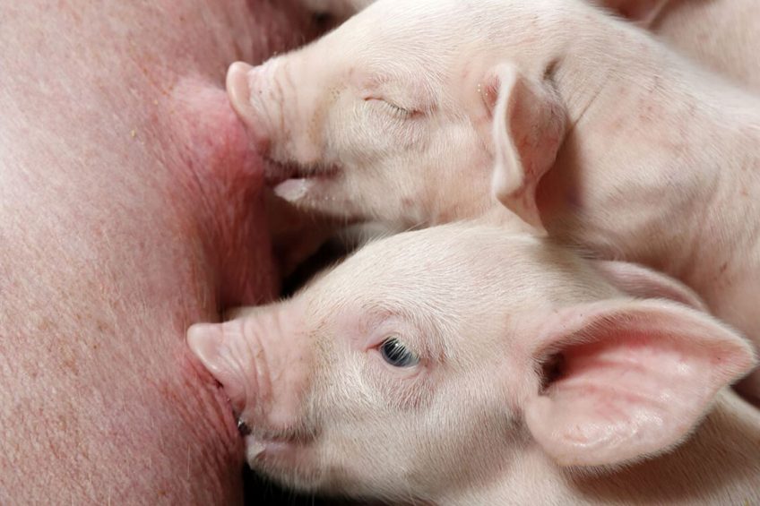 Sow nutrition affects piglet survival. - Photo: ABN