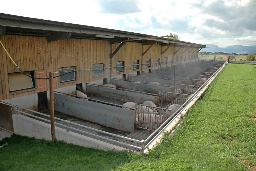 A finishing barn with an outside area. About 65% of all swiss finisher pigs end up in this type of barn. Photo: Henning Luther, Suisag