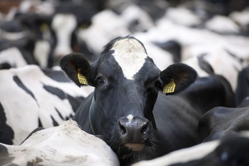 Avoiding gut problems in dairy cows. Photo: Mark Pasveer