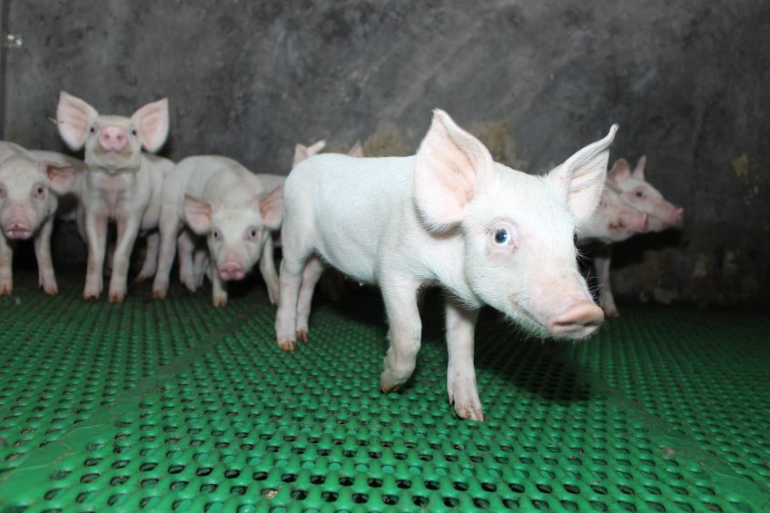 Weaners can become stressed due to many factors. Photo: Vincent ter Beek