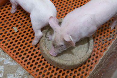 AB Neo and Bristol University delve into early piglet feeding