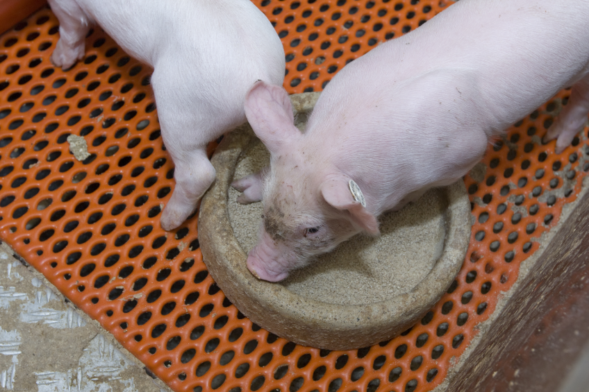 AB Neo and Bristol University delve into early piglet feeding