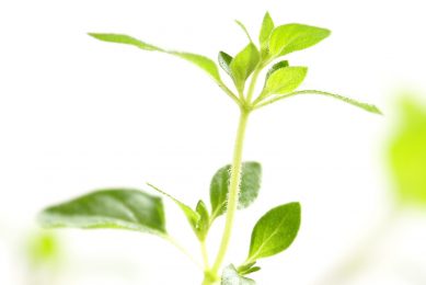 Biomin puts phytogenics in focus at VIV Asia. Photo: Shutterstock