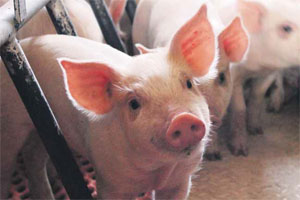 US swine producers recognise that full potential pigs begins with the sow, before farrowing.