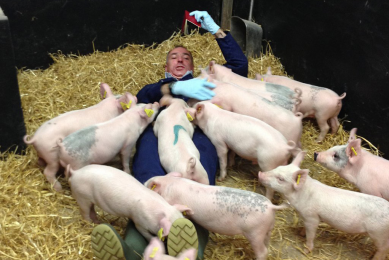 Adrian Philbey experiencing piglets from a novel perspective.