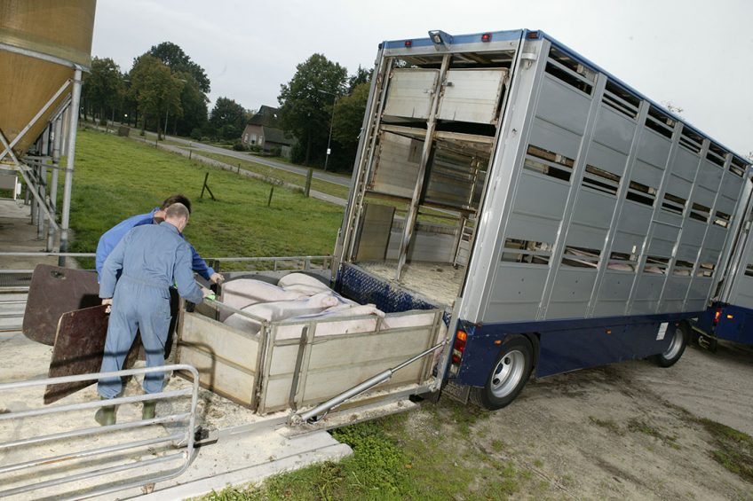 Finisher pigs being loaded for transport to the slaughterhouse. - Photo: Ronald Hissink