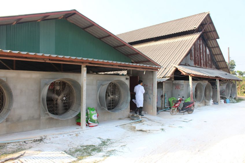 How effective are pig cooling techniques? Photo: Vincent ter Beek