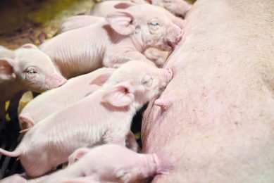 Pharmaceutical solutions have shaped the way piglets are cared for whilst controlling coccidiosis. Photo: Bayer Animal Health