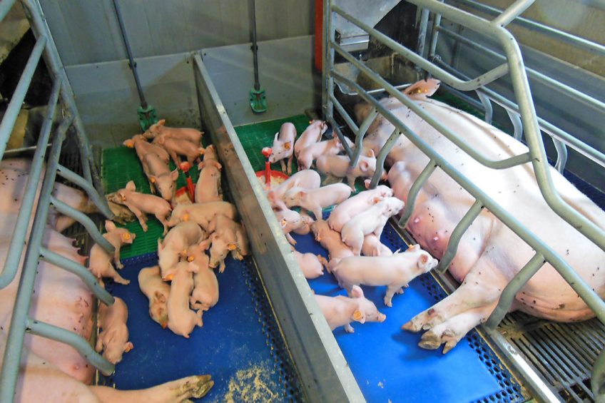 Sensors can help to detect sow postural activity in a farrowing crate. - Photo: Philippe Caldier