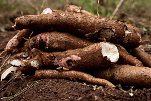 Ghana: Turning cassava peel into animal feed - Pig Progress