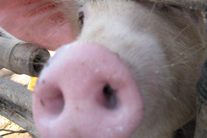 UK: Horticulture to help pig producers