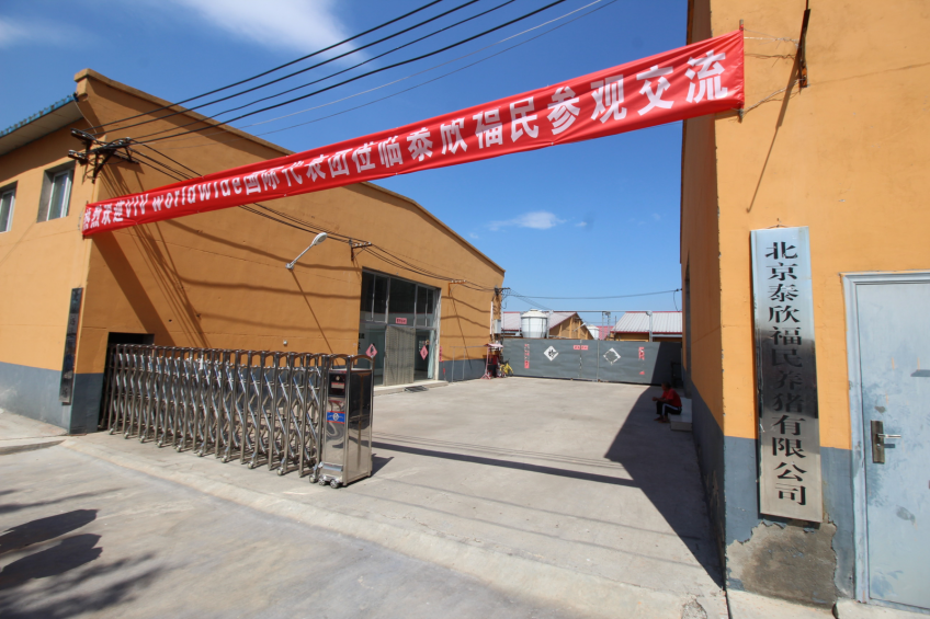 Pig breeding farm relocates as Beijing expands. Photo: Rosie Burgin