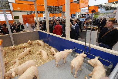 A pig pavilion at EuroTier 2018. - Photo: Henk Riswick