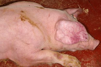 A pig that is affected by ASF   one of the characteristics is the occurrence of petechias. Photo: Lina Mur, Universidad Complutense, Madrid, Spain
