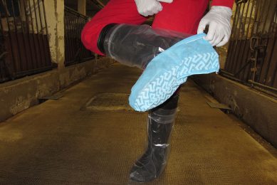 Collecting boot swabs with a boot and a sock on one foot. Photo: Ceva