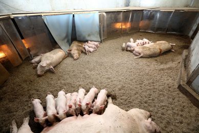 The large farrowing pen houses four farrowing sows. - Photos: Henk Riswick