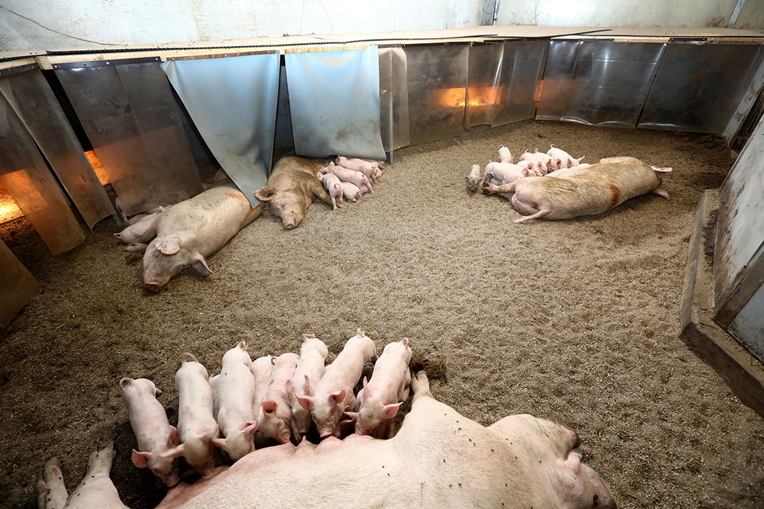 Welfare and environment key in innovative barn - Pig Progress