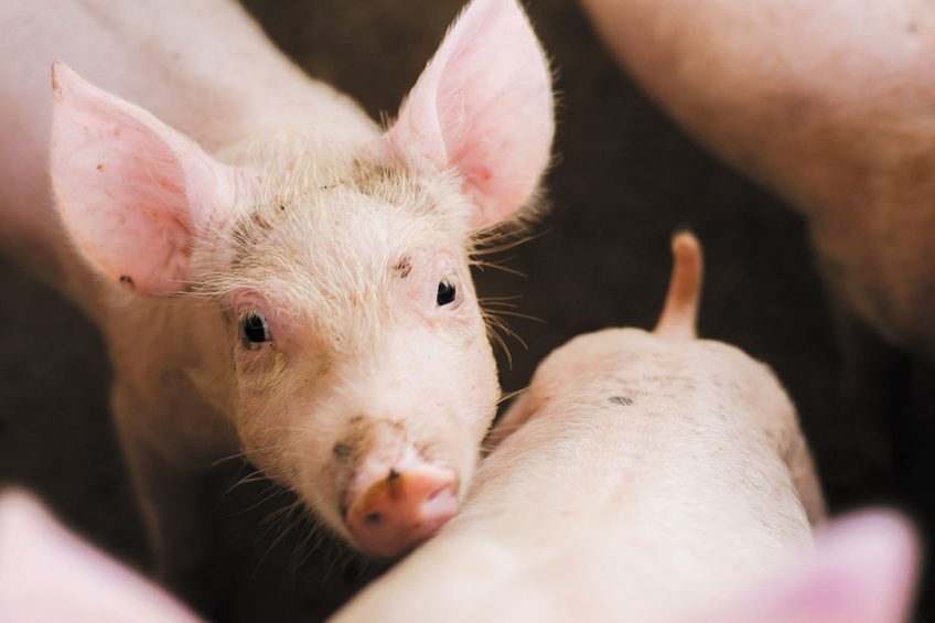 IgG in colostrum will give the piglets a good start and increase their immune competence. Photo: Zinpro