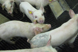 Phytase   major benefits for pigs