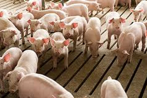 No culling of pigs in Dutch feed scare