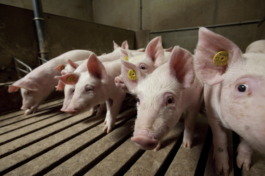 Why methionine is valuable for youngest pigs