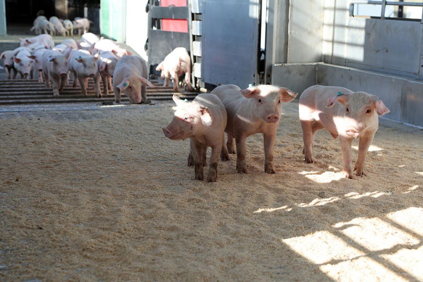 New pigs are welcome again in southern Luxembourg province, Belgium. - Photo: Atelier 68