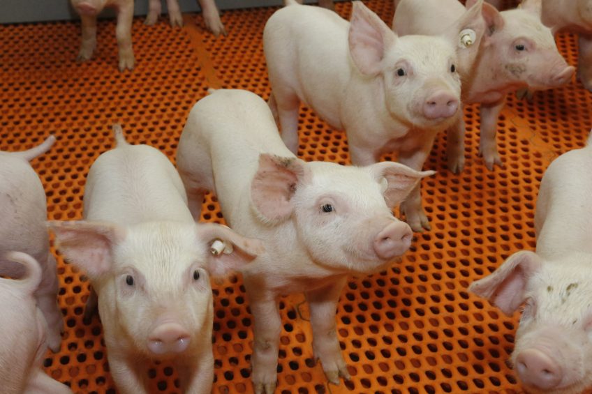 Saving costs and the environment by mixing pig diets. Photo: Henk Riswick