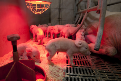 Neonatal piglets under a heat lamp on a pig farm in Germany.
