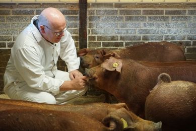 Niels Pedersen observing his Duroc sow population. Photo: PIC