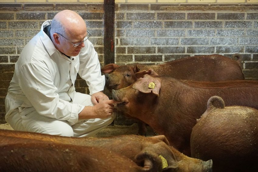 Niels Pedersen observing his Duroc sow population. Photo: PIC