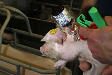 Also transferring health: a piglet is being vaccinated. Photo: Henk Riswick