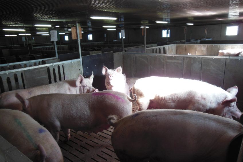 Inside view of the gestating sow unit with small pens for six to eight sows on fully slatted floor.